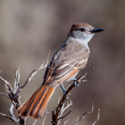 柚子丶的个人资料头像