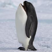 DevOps5150的个人资料头像