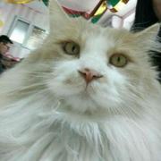 橘子味的个人资料头像