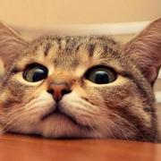 LeadVinson的个人资料头像