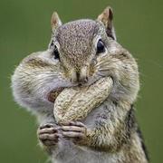 Misaka7721的个人资料头像