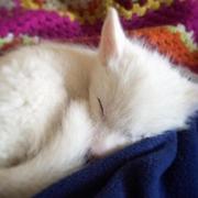 caoyi的个人资料头像