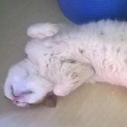 okSun的个人资料头像