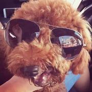 Wangpeng10220的个人资料头像