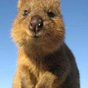 chinazhaghai的个人资料头像