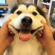 daiwenyu的个人资料头像