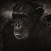 Dogs的个人资料头像