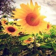 stuartshi的个人资料头像