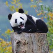 jared12203的个人资料头像