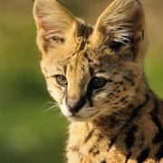 WileySu的个人资料头像