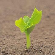 thinkaw的个人资料头像