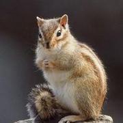 ghylc的个人资料头像