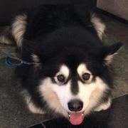 kevinngu的个人资料头像
