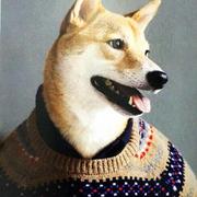 NolanZi的个人资料头像