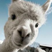 东方孤思子ParisQianSen的个人资料头像