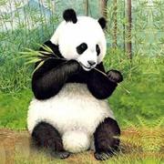 朝霞落日的个人资料头像