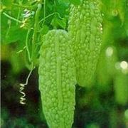 smallkugua的个人资料头像