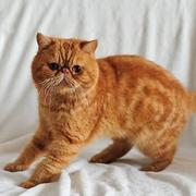 社会你康哥的个人资料头像