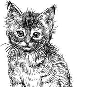 suntigerr的个人资料头像