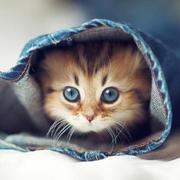 xucaichao的个人资料头像