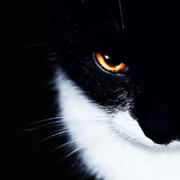 CassielLi的个人资料头像