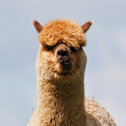 jifuwei的个人资料头像