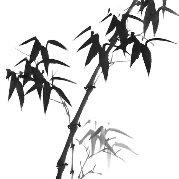 狸狸园上草的个人资料头像