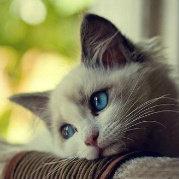 轻剑的个人资料头像