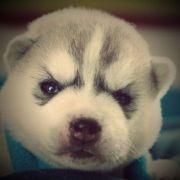 小心饿狼的个人资料头像