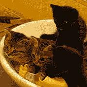 kengdady的个人资料头像