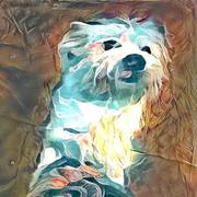 AirCrayon的个人资料头像