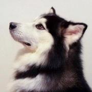 lixinz的个人资料头像