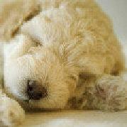 神豆丶的个人资料头像