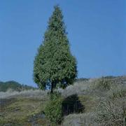 CANG的个人资料头像