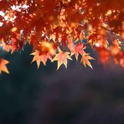 iPool的个人资料头像