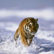 康酱的个人资料头像