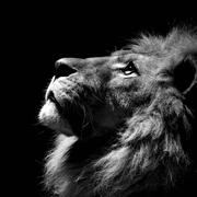 任旭东的个人资料头像