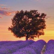 Whenz同学的个人资料头像