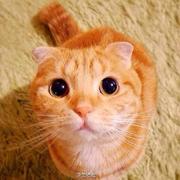 ruyinjuan的个人资料头像