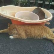 醉太极的个人资料头像