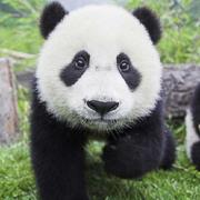 MesopotamiazZ酱的个人资料头像