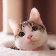 GKrace的个人资料头像