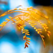 Absing的个人资料头像