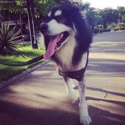 呼噜爱学习的个人资料头像