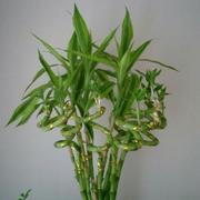 阳光的味道君27987的个人资料头像