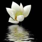 A无羁的个人资料头像