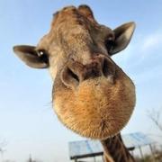 一颗蛋的个人资料头像