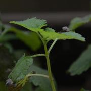 xiaotuni的个人资料头像