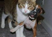 毛毛的骑士的个人资料头像