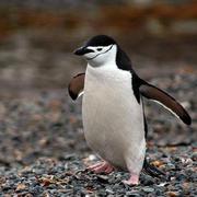 dengit的个人资料头像